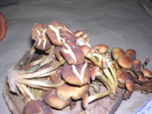 HEBELOMA  CRUSTULINIFORME